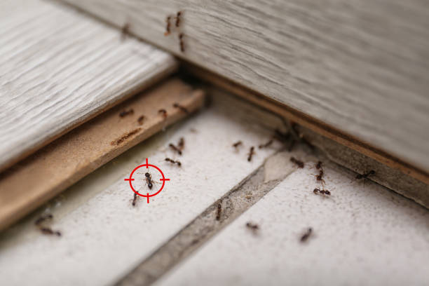 Professional Pest Control in Marysville, CA