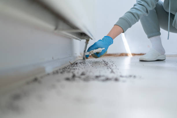 Best Termite Control Services  in Marysville, CA